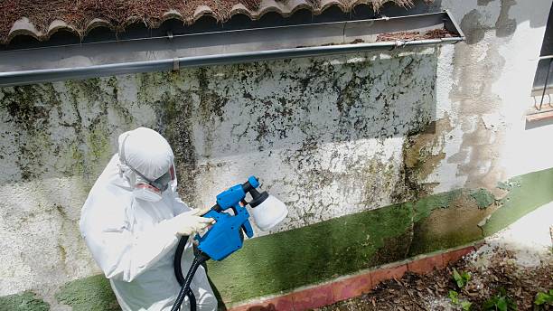Top rated local Mold Testing specialists in Gilbert, AZ